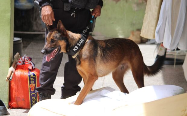 K-9 SAM, cão da Polícia Penal do Piauí durante Operação Paixão de Cristo no sistema prisional